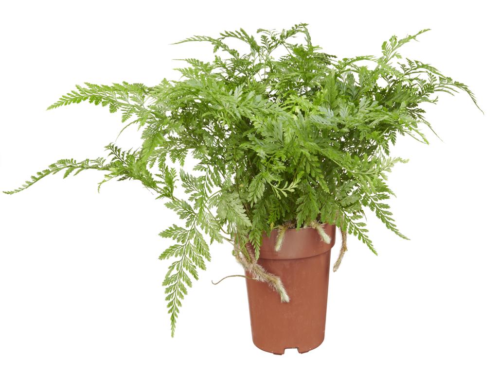 Davallia feejensis tray 150