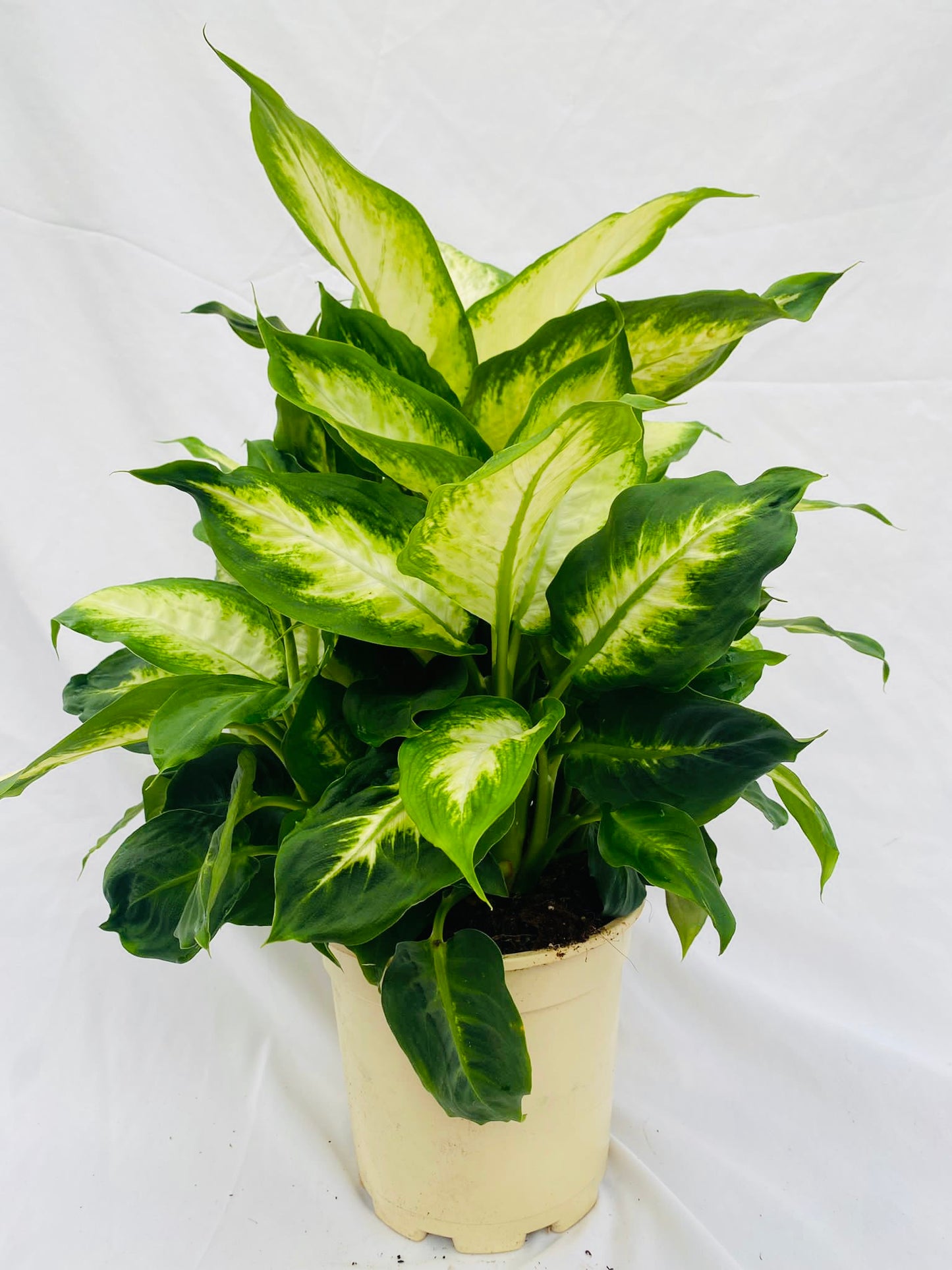 Dieffenbachia Camille