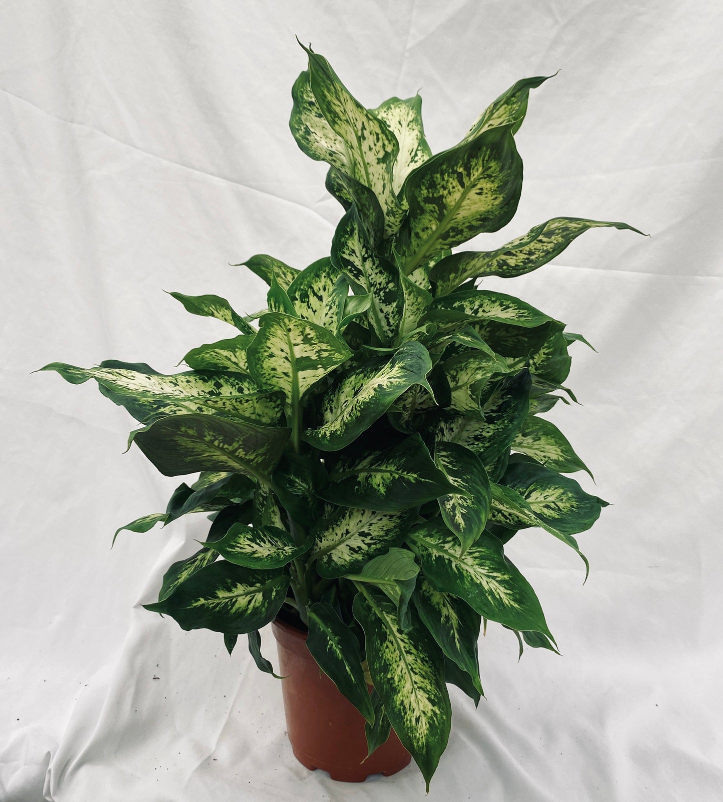 Dieffenbachia Compacta
