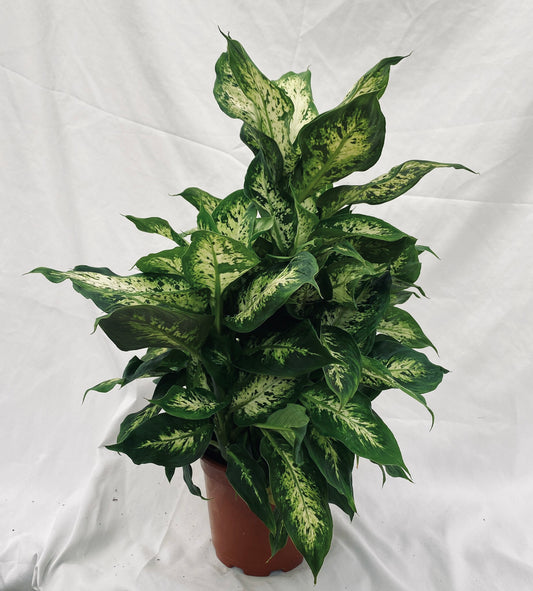Dieffenbachia Compacta