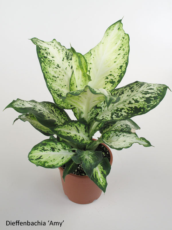 Dieffenbachia Amy