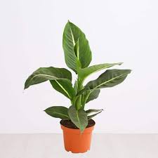 Dieffenbachia Green Magic [P] | 6 cm plug 28/tray