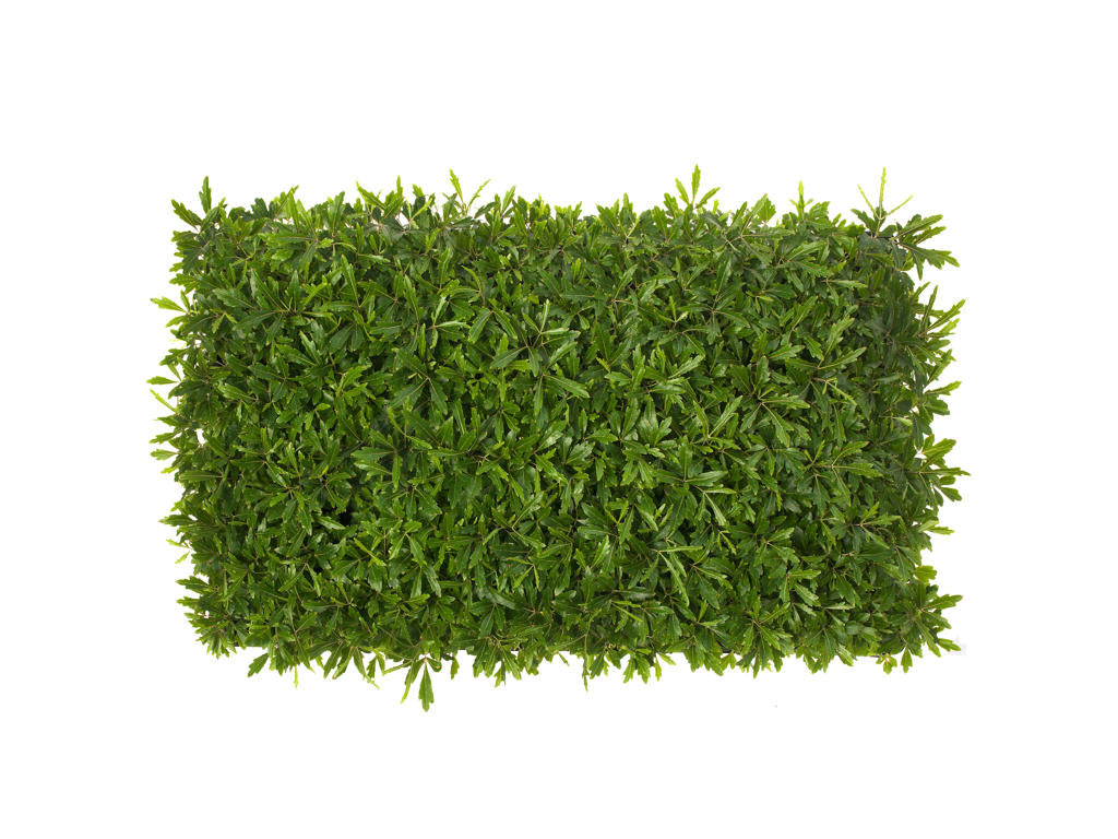 Dizygotheca elegantissima, Aralia | Tr.84 - 5+ se