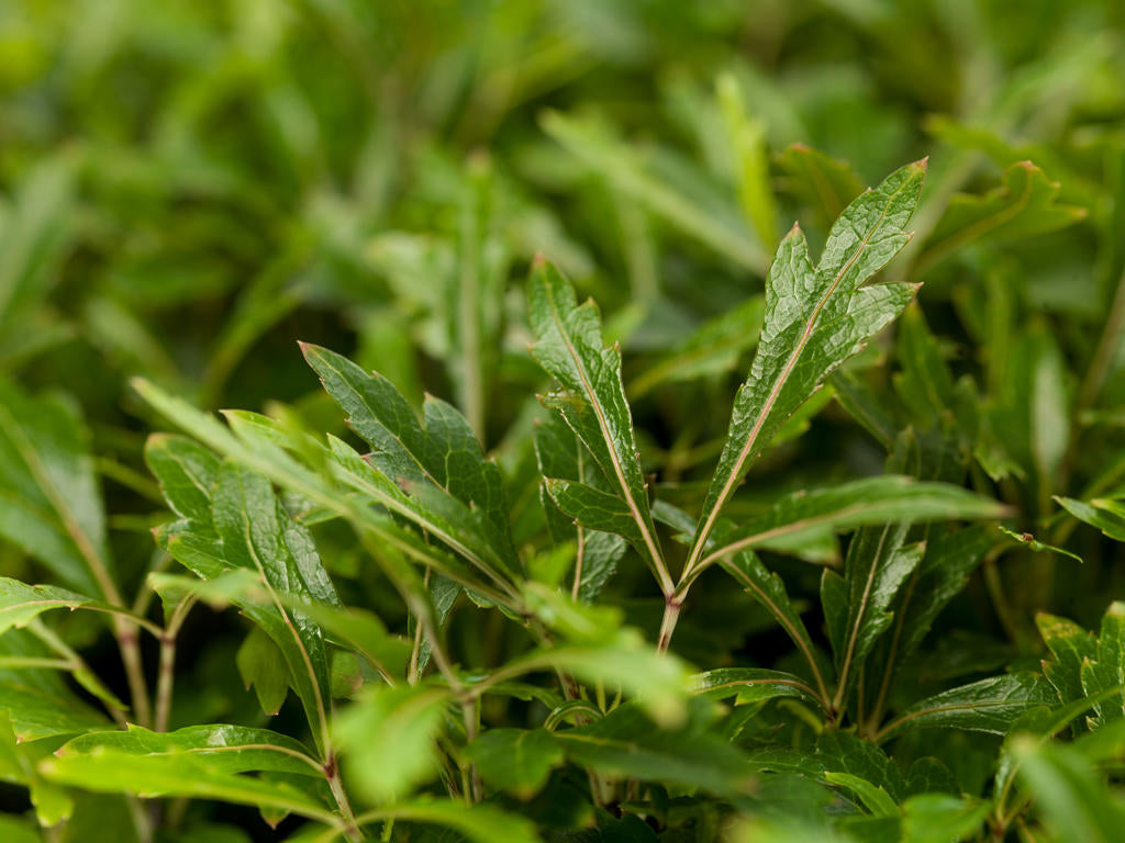 Dizygotheca elegantissima, Aralia | Tr.112 - 5+ se