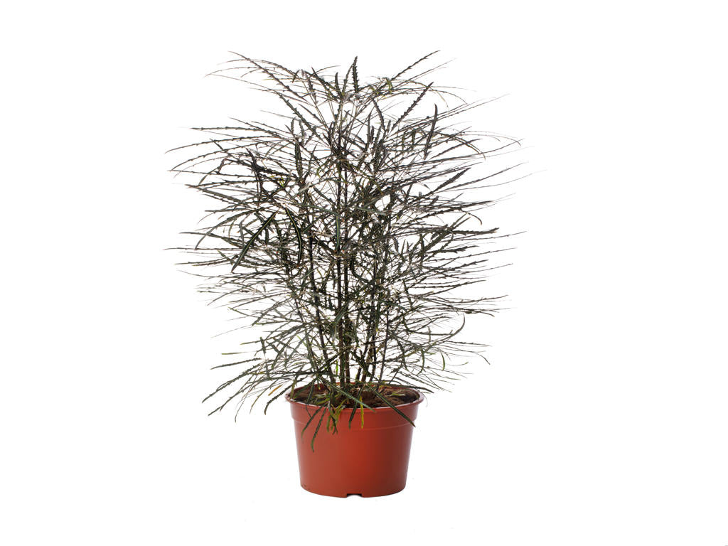 Dizygotheca elegantissima, Aralia | Tr.112 - 5+ se