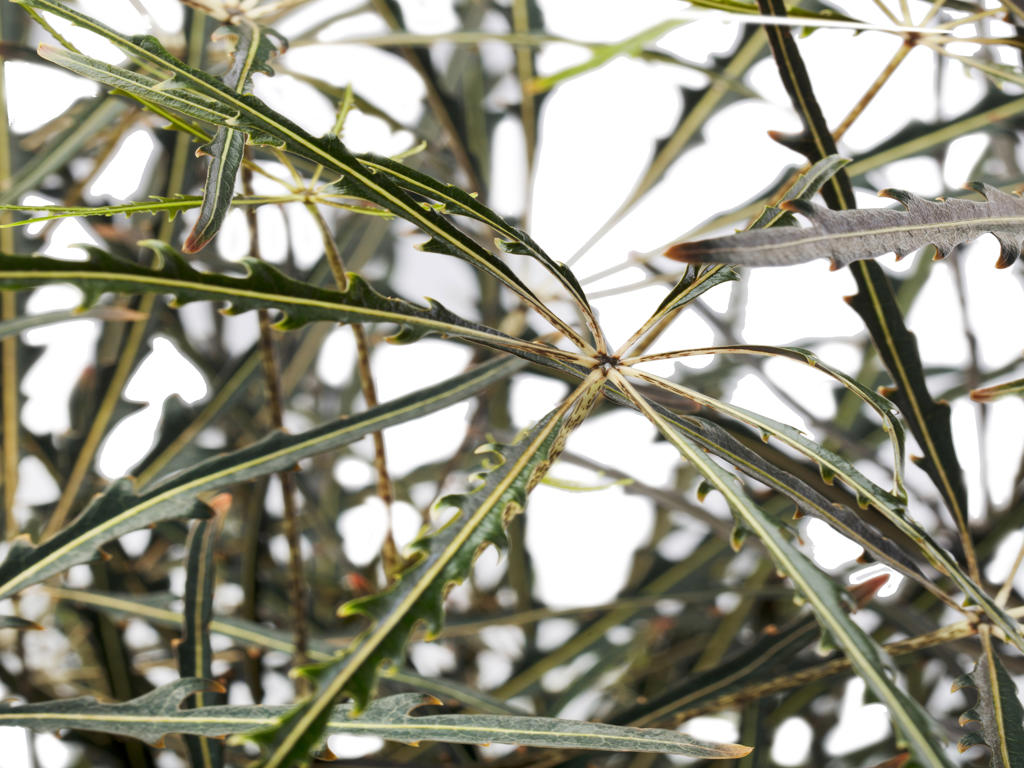 Dizygotheca elegantissima, Aralia | Tr.112 - 5+ se