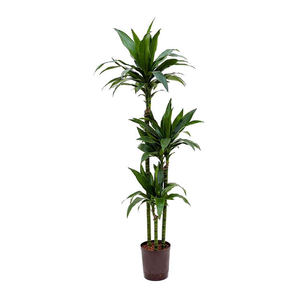 Dracaena frag. 'Janet Craig' Multiple 36"
