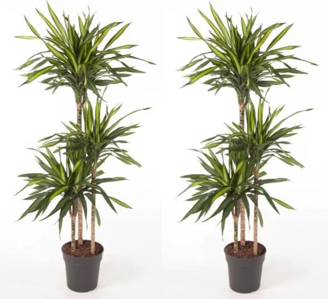 Dracaena frag. 'Riki' Multiple 24"