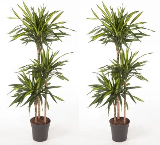 Dracaena frag. 'Riki' Multiple 24"