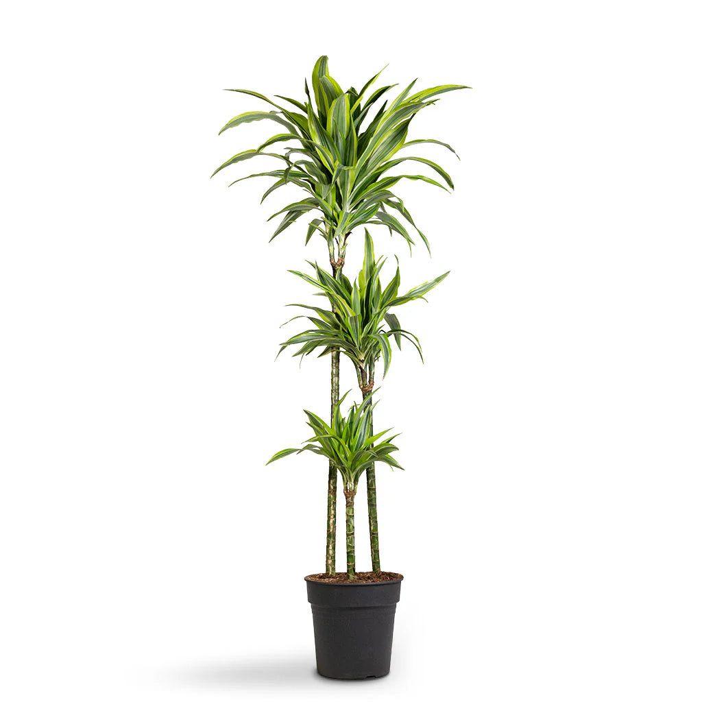 Dracaena frag. 'Lemon Lime' Set 6-12-24"