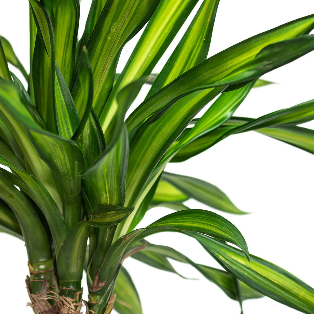 Dracaena frag. 'Riki' Multiple 36"