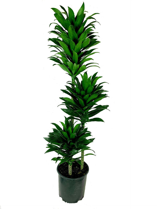 Dracaena JC Compacta