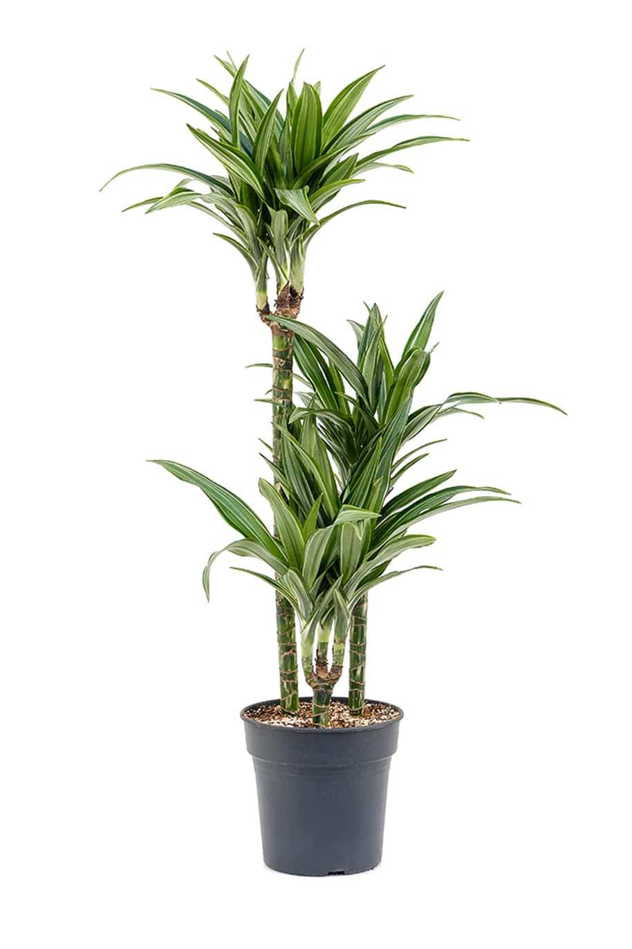 Dracaena frag. 'Warneckei' Set 6-12-24"