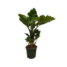 Alocasia Low riderr  | Tr.45 - 1PP Cult Tej incl l