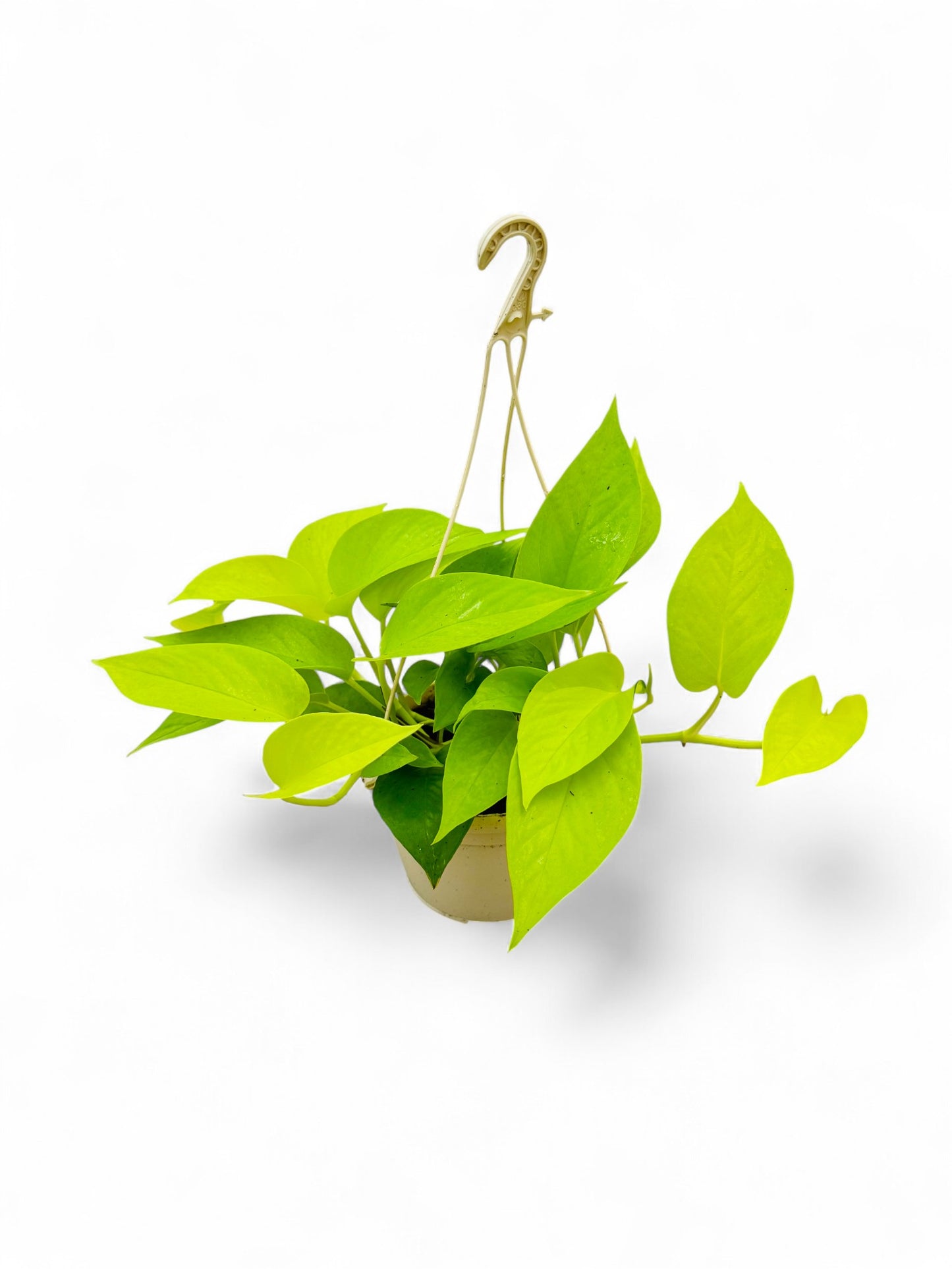 Epipremnum Lime 5 PB