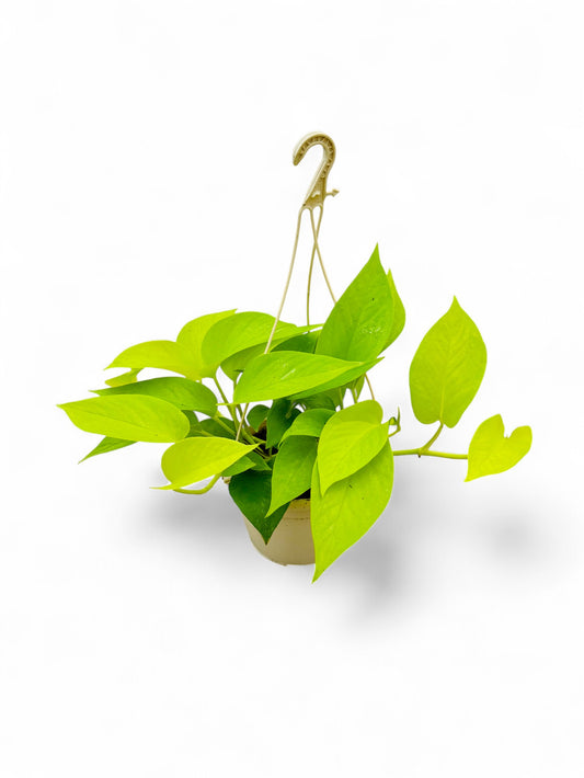 Epipremnum Lime 5 PB