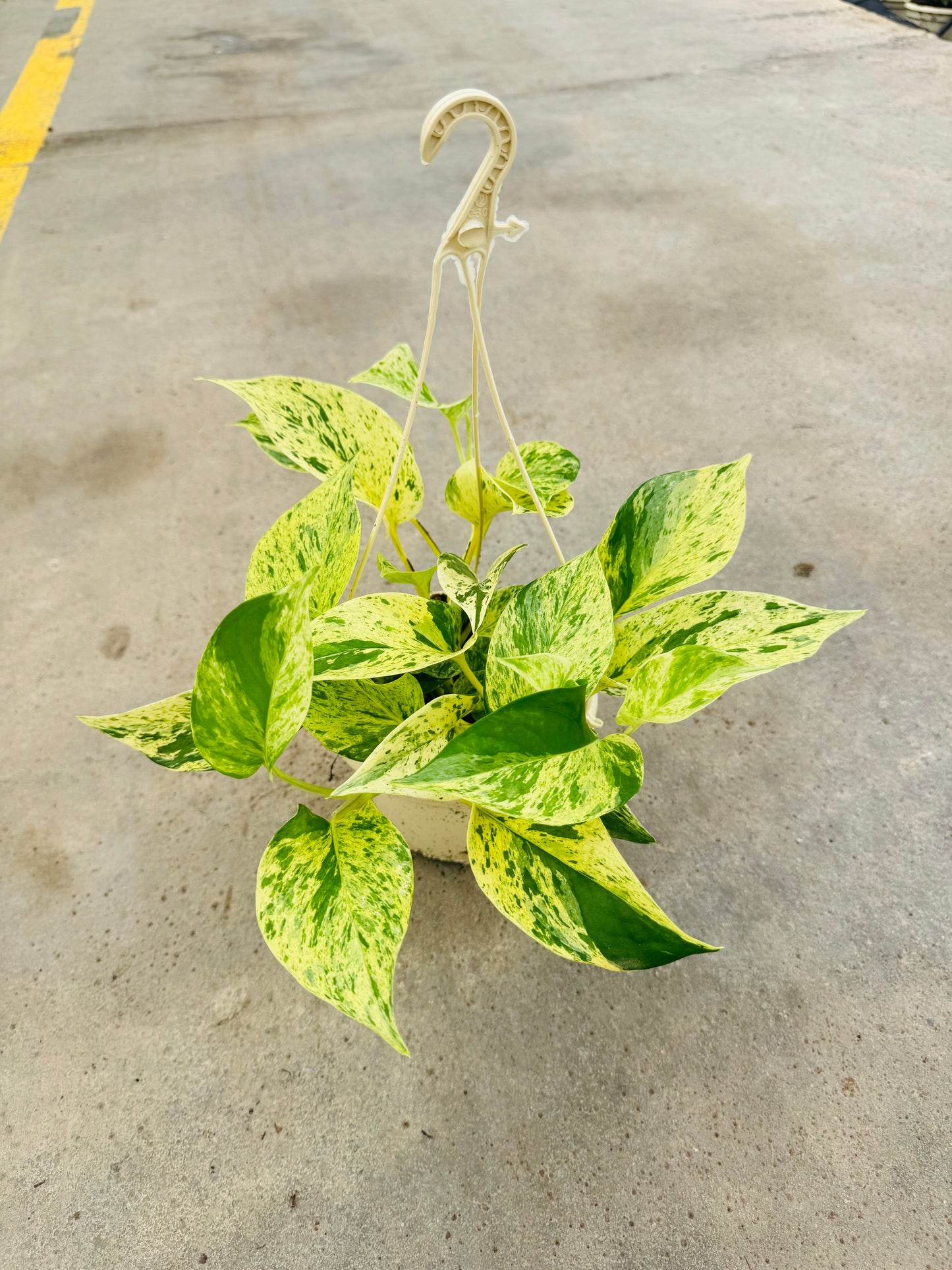 Epipremnum Marble Queen 5 PB