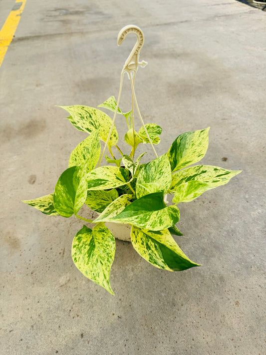 Epipremnum Marble Queen 5 PB