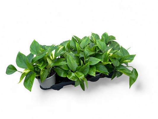 Epipremnum aureum 5 PB