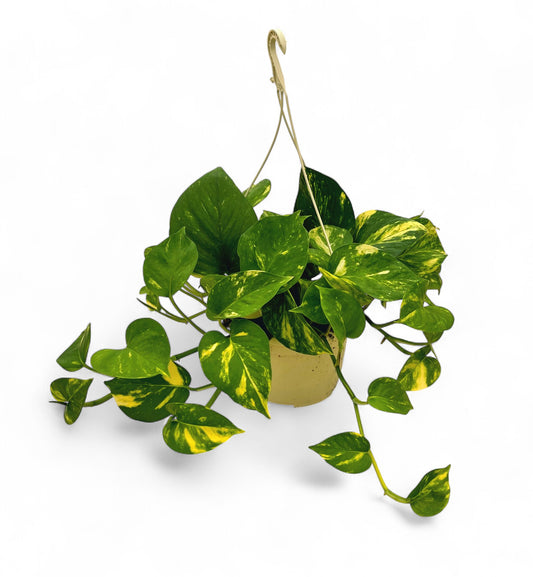 Epipremnum aureum 7 PB