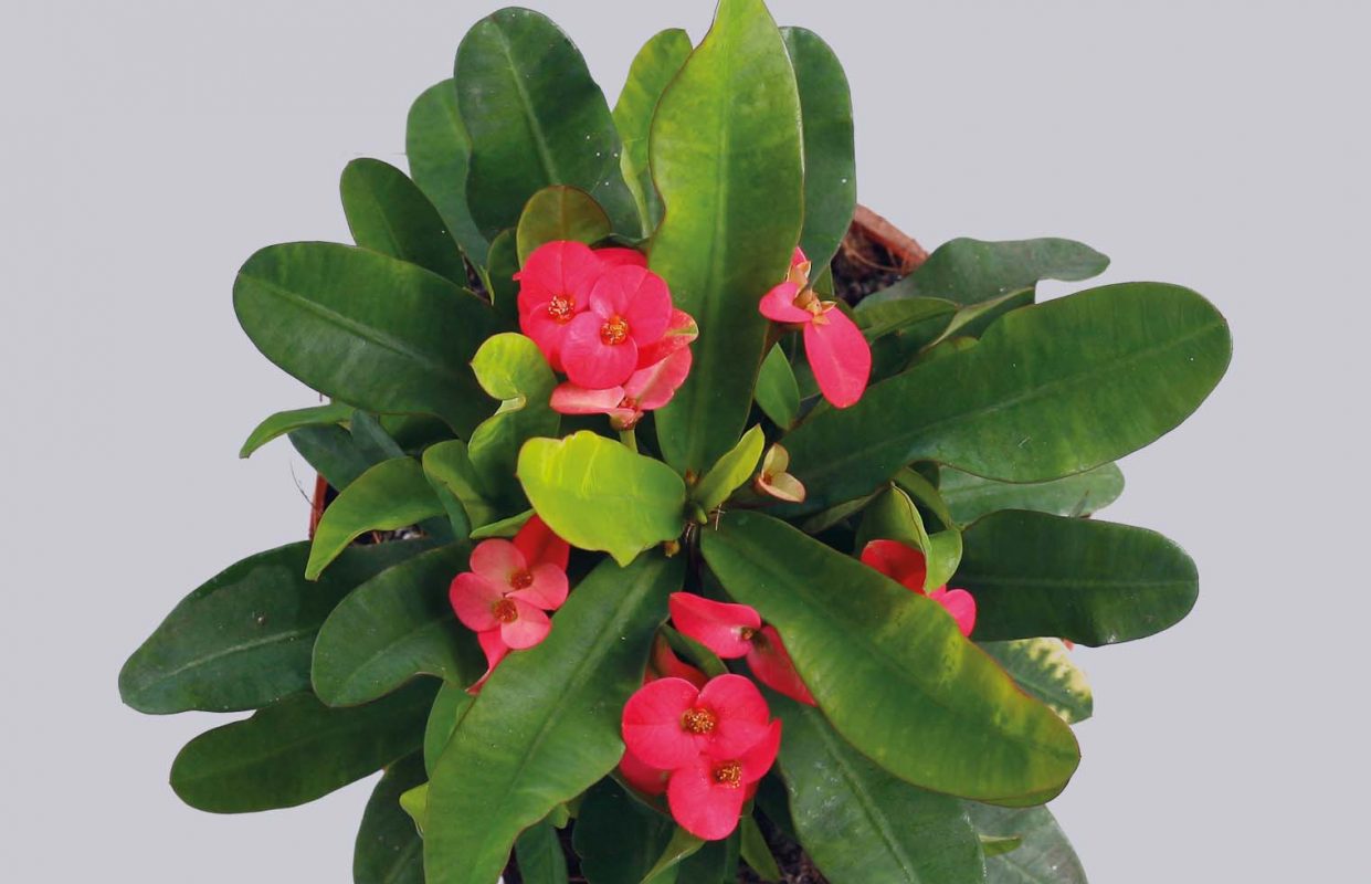 Euphorbia Milii Venus (P) rosa lic. incl