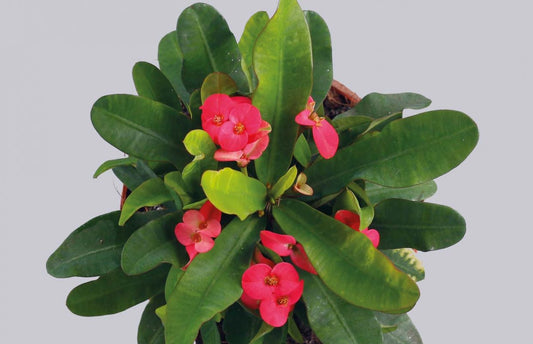 Euphorbia Milii Venus (P) rosa lic. incl