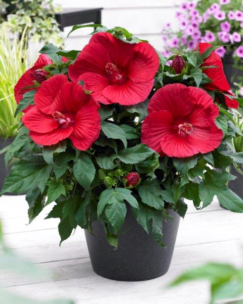 Hibiscus Extreme Oak red oakred (P) | 4 cm