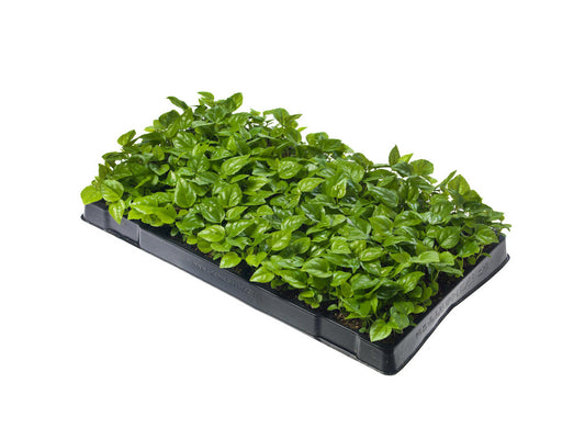 Fatsia Japonica Tr 66 5+ semillas