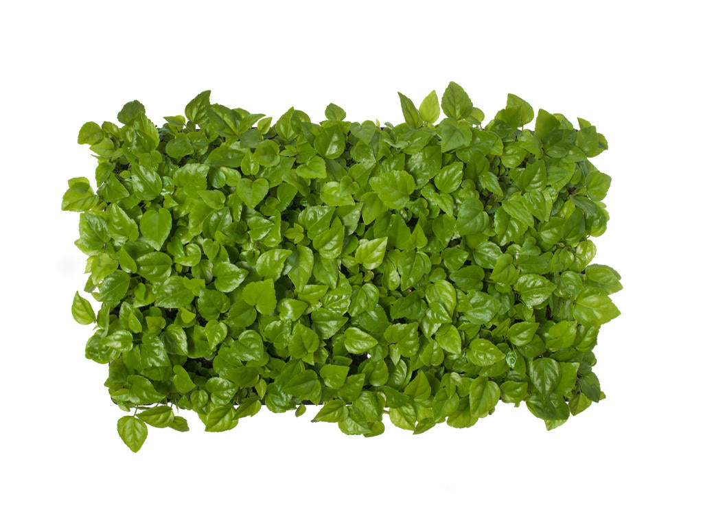 Fatsia Japonica Tr 66 8+ semillas