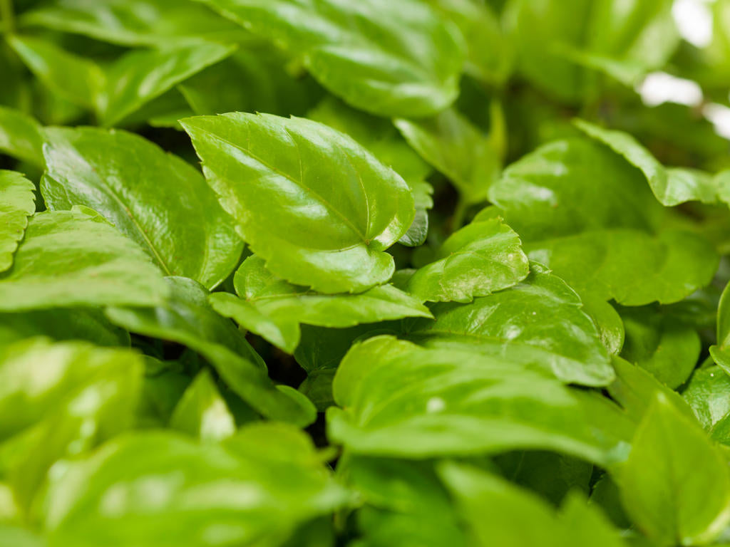 Fatsia Japonica Tr 66 5+ semillas