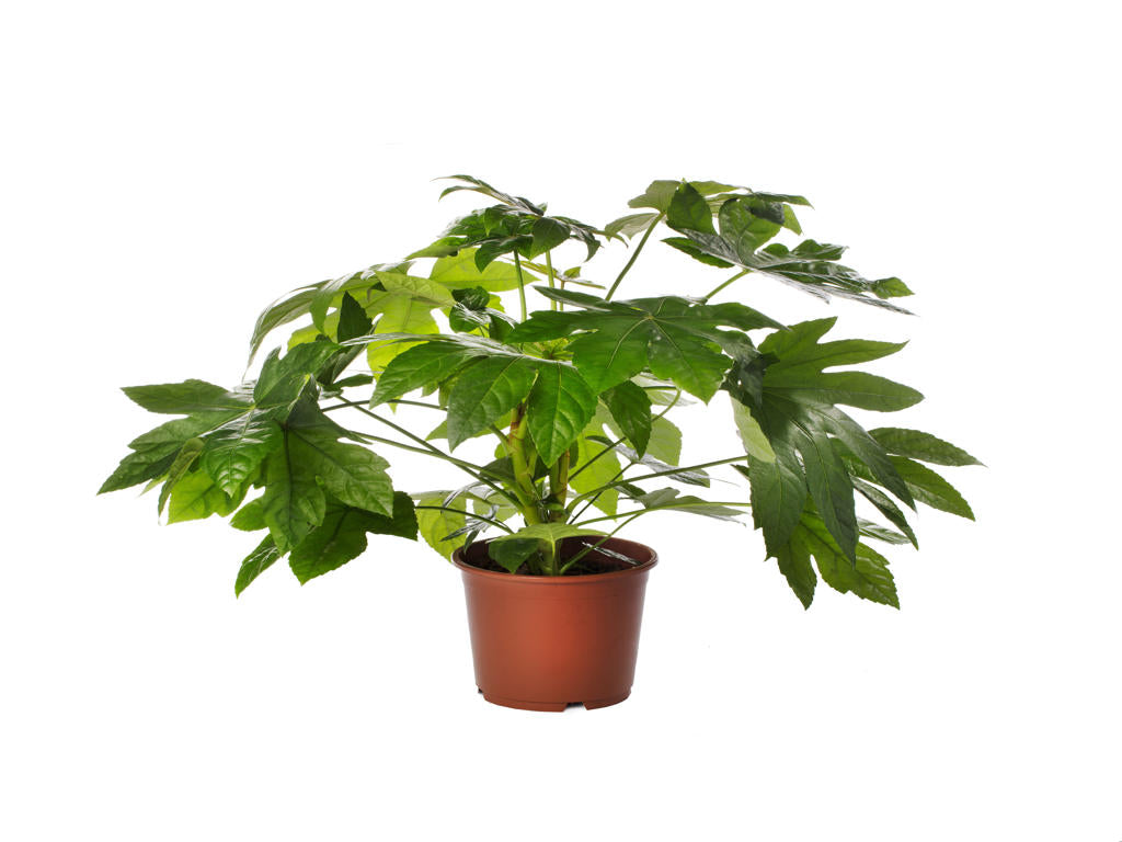 Fatsia Japonica Tr 66 8+ semillas