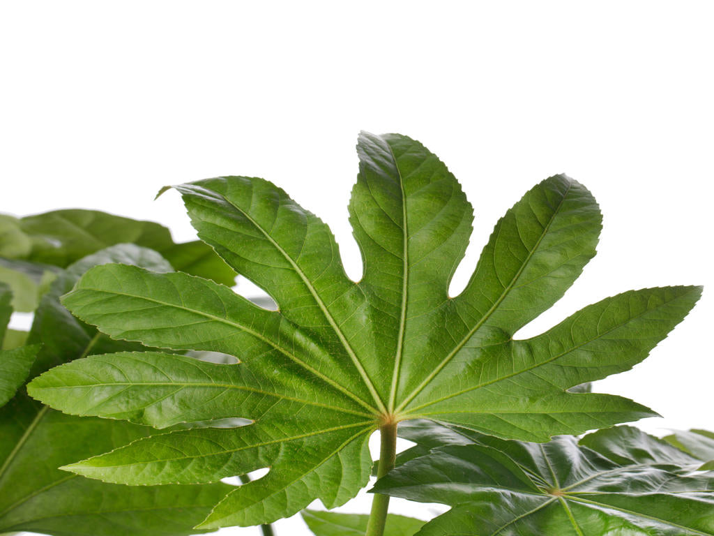 Fatsia Japonica Tr 66 5+ semillas