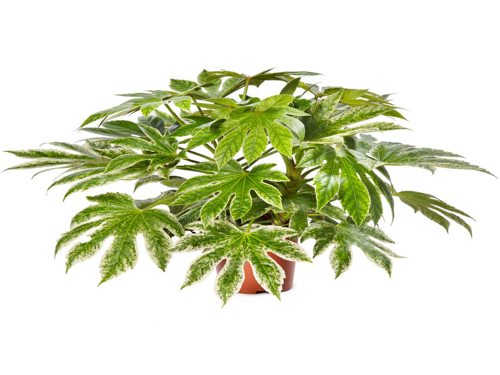 Fatsia japonica Spider's Web | 5 cm plug 50/tray