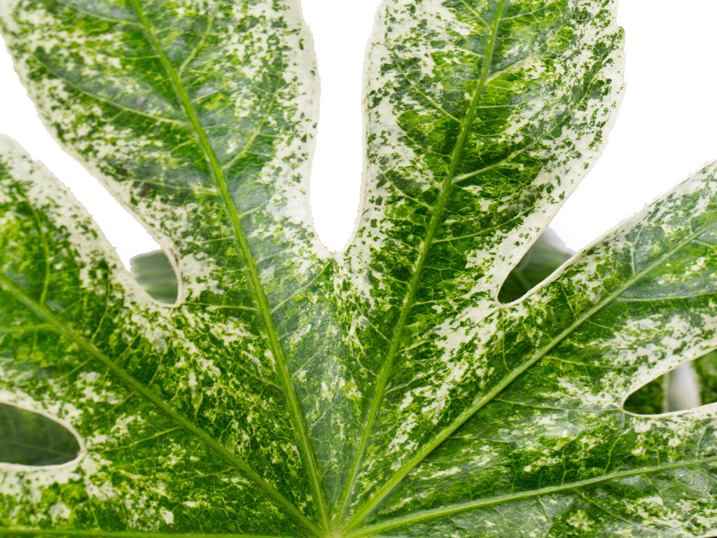 Fatsia japonica Spider's Web | 5 cm plug 50/tray