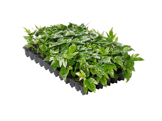 Fatsia japonica Spider's Web | 5 cm plug 50/tray