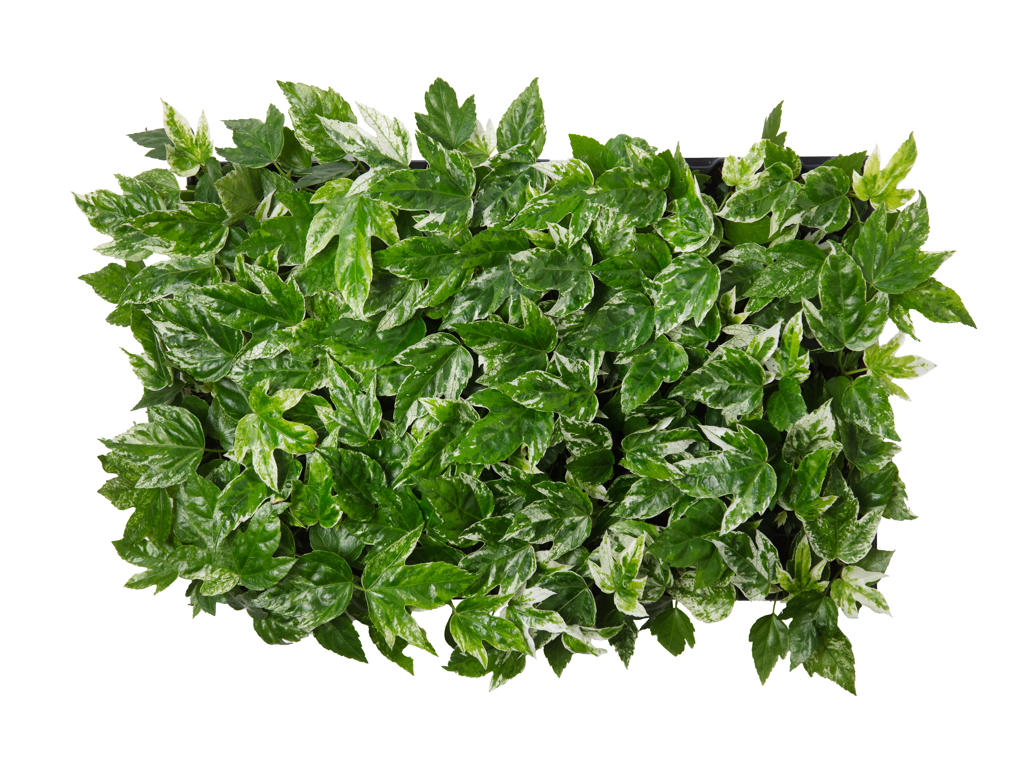 Fatsia japonica Spider's Web | 5 cm plug 50/tray