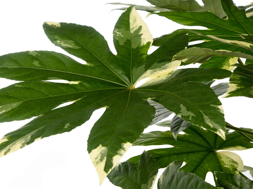 Fatsia Japonica "Variegata" | TR84 1PP Tissue Cult
