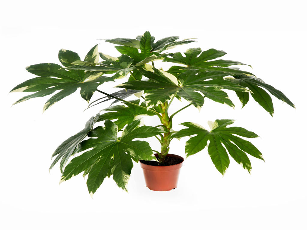 Fatsia Japonica "Variegata" | TR84 1PP Tissue Cult