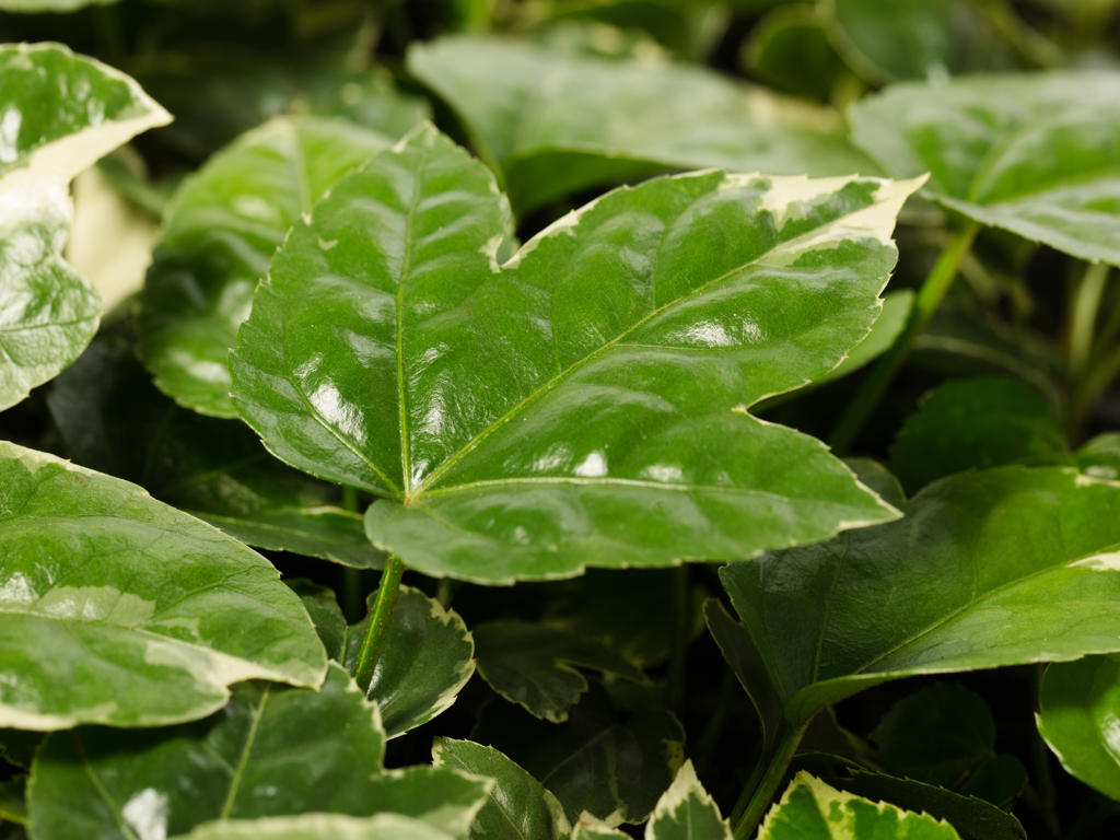 Fatsia Japonica "Variegata" | TR84 1PP Tissue Cult