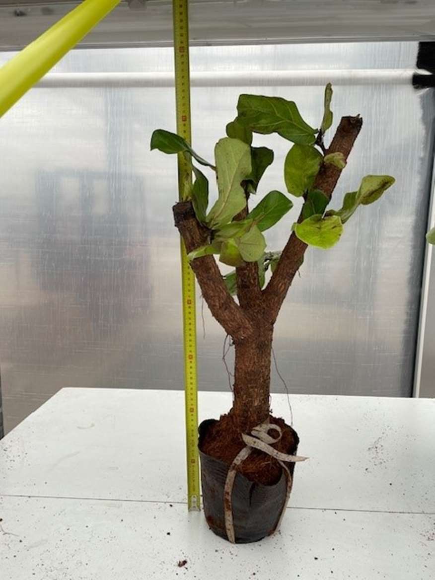 Ficus Lyrata "Stem" 60-70