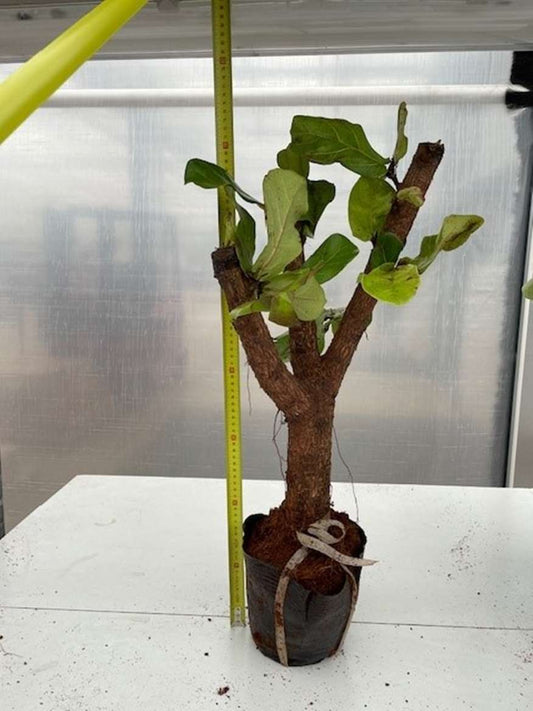 Ficus Lyrata "Stem" 60-70
