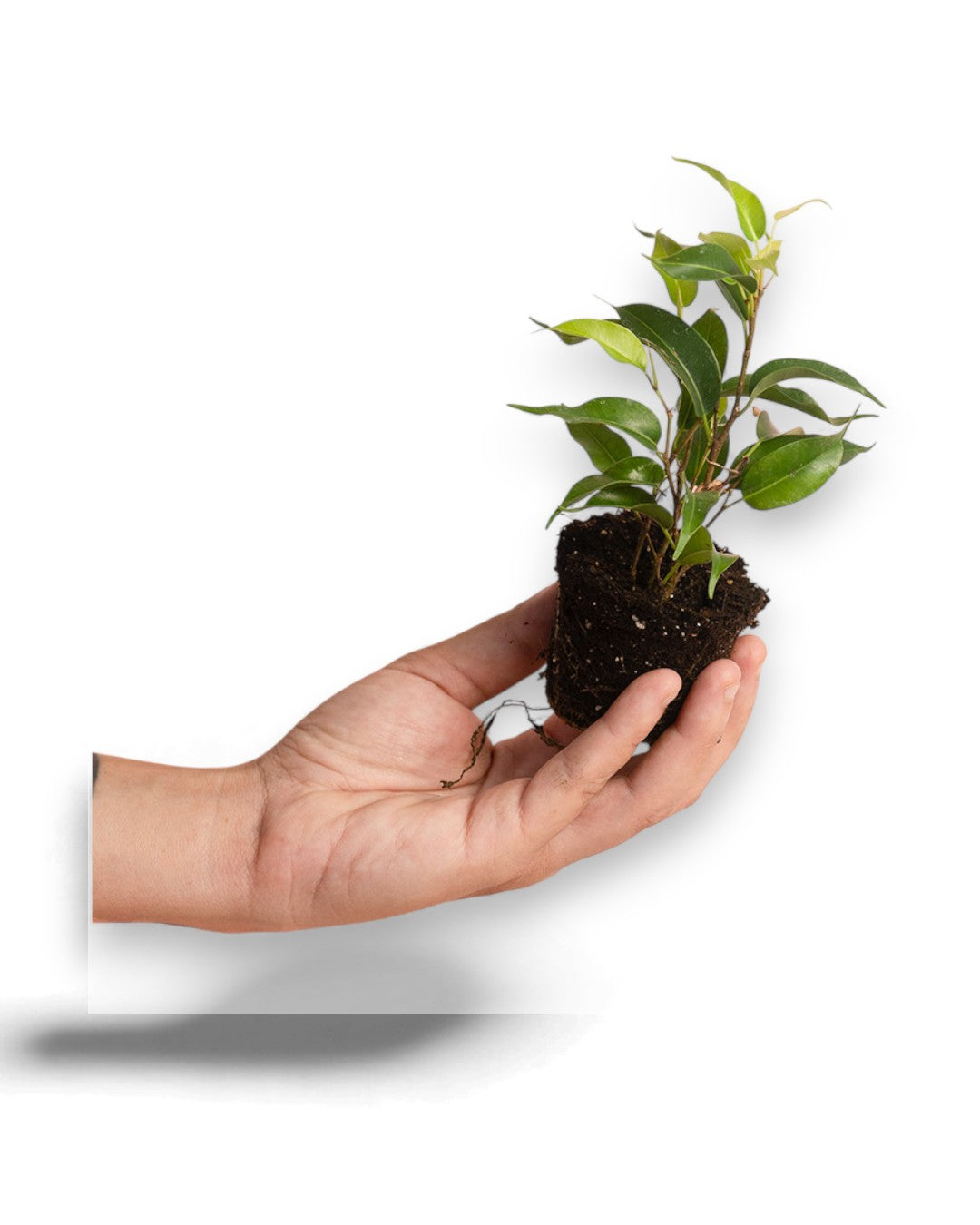 Ficus Natasja | 4,5cm - 2pp - band 40