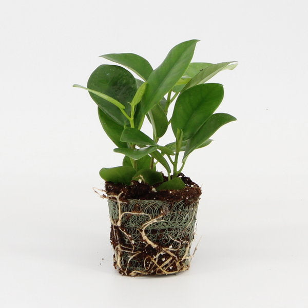 Ficus Moclame | 6,5cm - 3pp - band 28 incl licencia