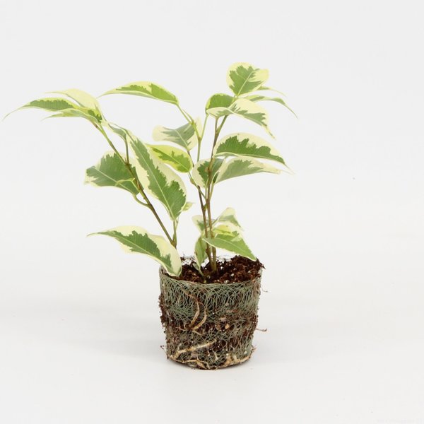 Ficus Samantha | 4,5cm - 3pp - band 40 incl licencia