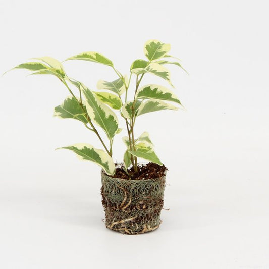 Ficus Samantha | 4,5cm - 3pp - band 40 incl licencia