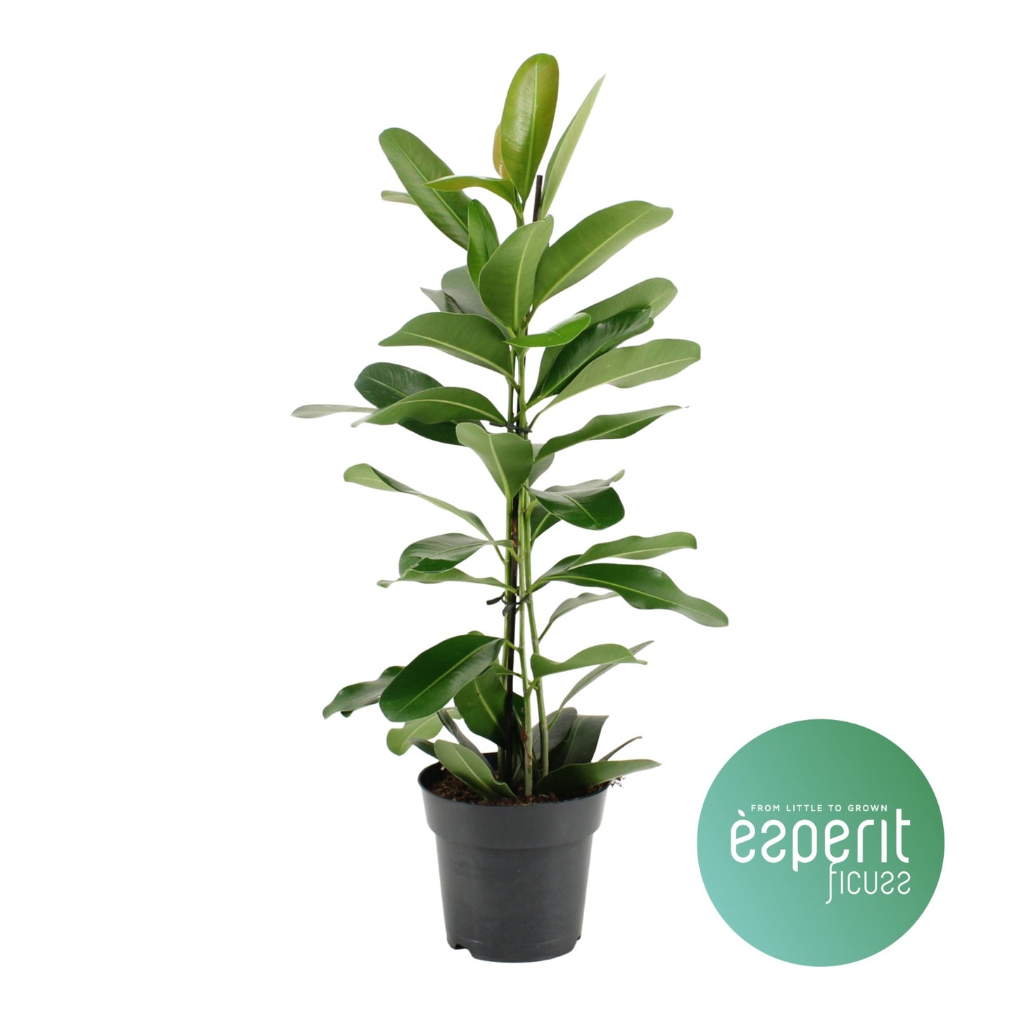 Ficus Smile | 4,5cm - 3pp - band 40 incl licencia