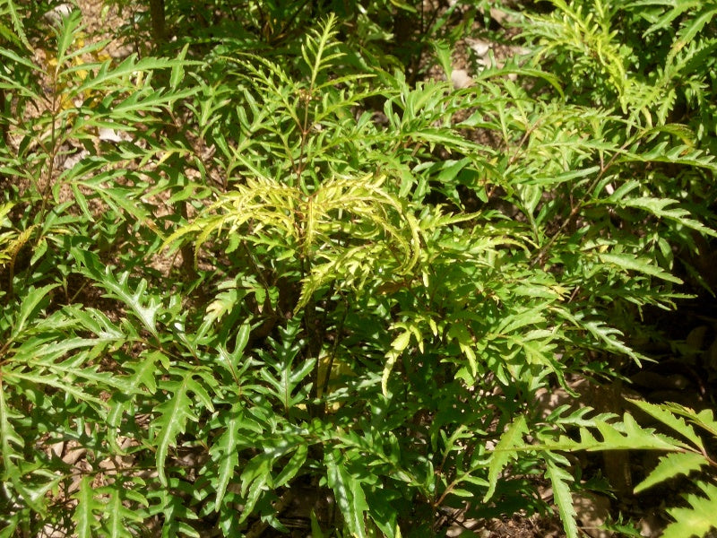 Polyscias Filicifolia Box canes 10cm  | Enraizado en mac. Red plastico