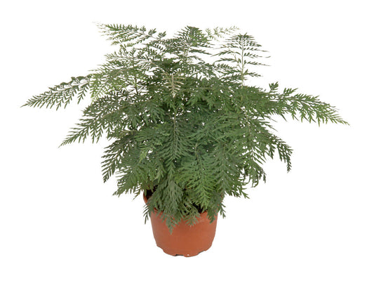 Grevillea robusta | Tr.112 - 3+ semillas