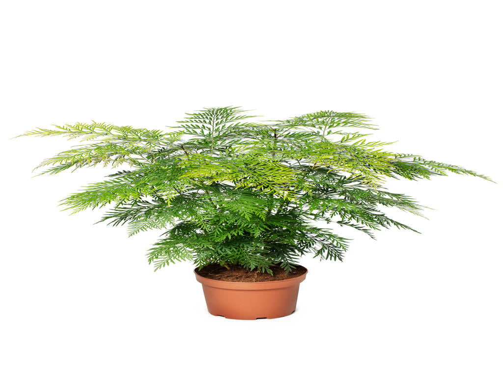 Grevillea robusta | Tr.112 - 3+ semillas