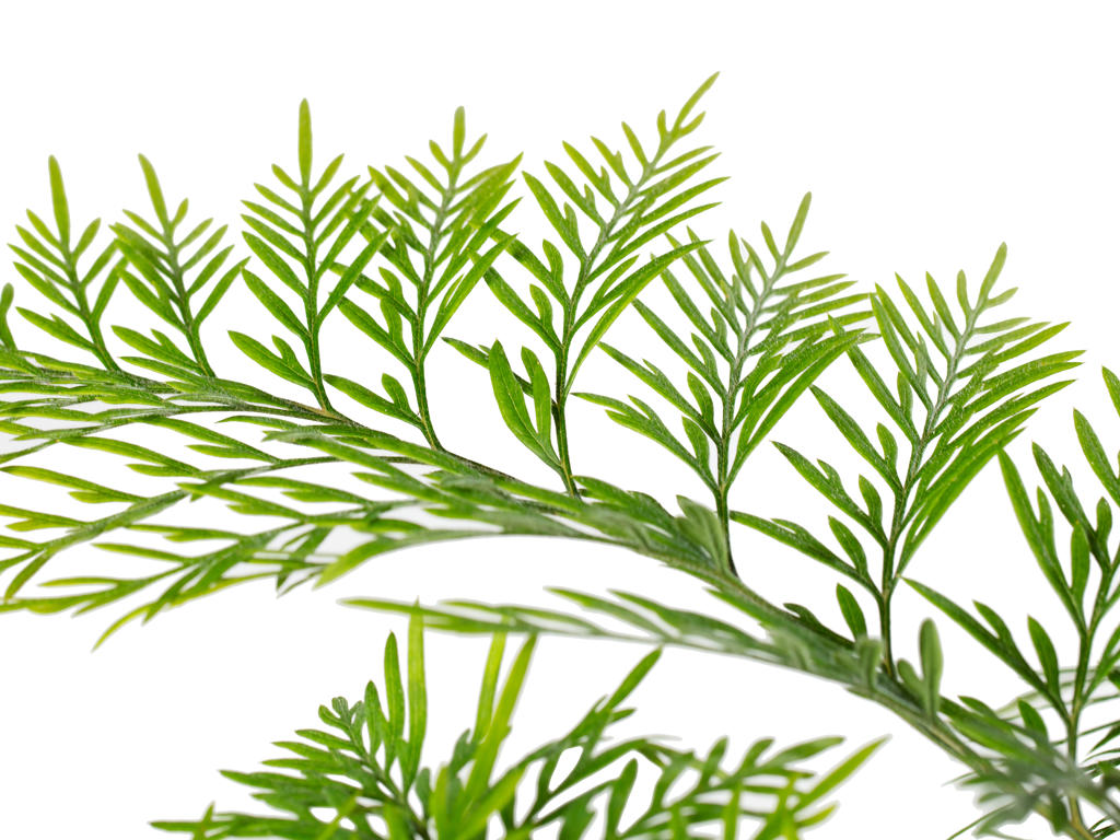 Grevillea robusta | Tr.66 - 5+ semillas